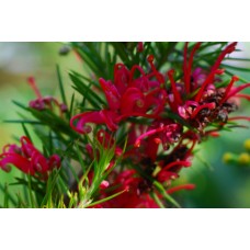 Grevillea Scarlet Sprite 1 Plants Dwarf Native Shrubs rosmarinifolia hybrid